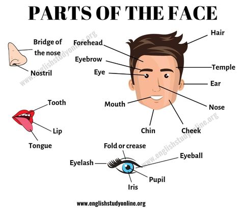 Parts of the Face: List of Useful Face Parts Vocabulary in English - English Study Online Useful Vocabulary, English Vocabulary List, Vocabulary In English, Face Parts, Body Human, Vocabulary English, Learning English For Kids, Drawing Face, English Vocab