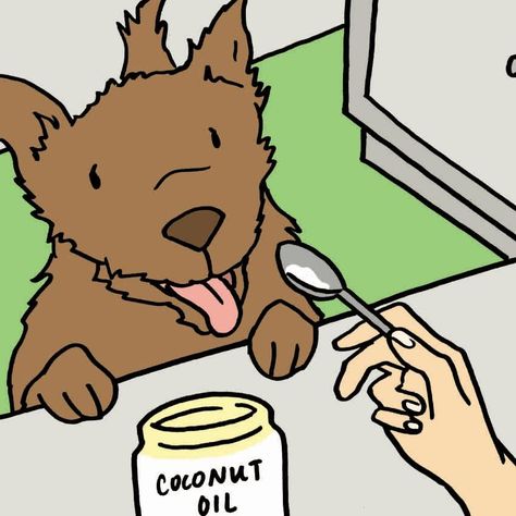 Dog ear infection 7 Dog Ear Infections, Dog Ear Cleaner, Dogs Ears Infection, Coconut Oil For Dogs, Dog Remedies, Ear Infections, Oils For Dogs, Dog Health Care, Dog Allergies