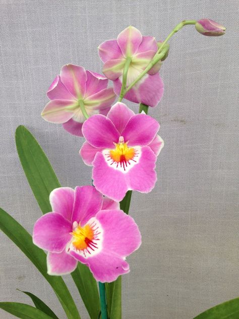 Miltonia Orchid, Hindu Rope Plant, Blooming Orchid, Strange Flowers, Exotic Orchids, Orchids Garden, Beautiful Pink Flowers, Second Love, Orchid Care