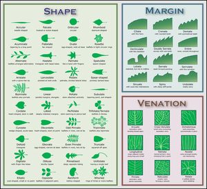 Leaf - Venation - Veins, Parallel, Pattern, and Leaves - JRank Articles Leaf Identification Chart, Leaf Identification, Tree Id, Tree Identification, Plant Science, 12th Grade, Plant Identification, Nature Study, Tree Leaves