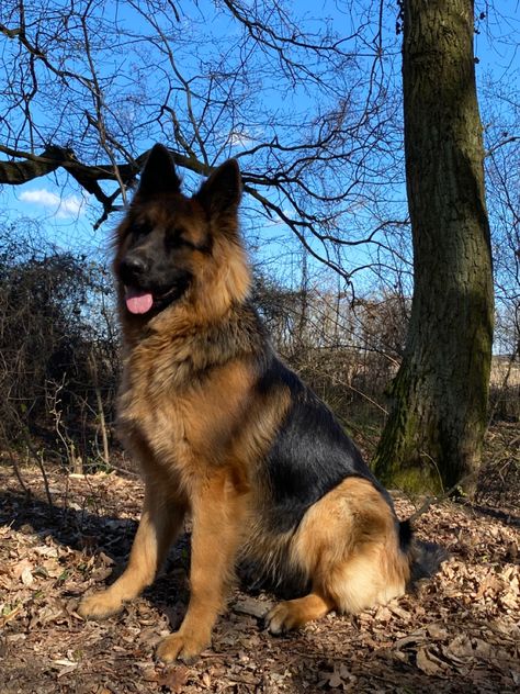 german shepherd named “Akira” one year old❤️ Old German Shepherd, German Shepherd Names, German Names, Therian Stuff, Tabby Cats, One Year Old, German Shepherd Dogs, Tabby Cat, German Shepherd