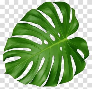 Cheese Plant Leaf, Palm Tree Drawing, Green Leaf Background, Swiss Cheese Plant, Leaves Illustration, Leaf Illustration, Cheese Plant, Watercolor Plants, Leaf Drawing