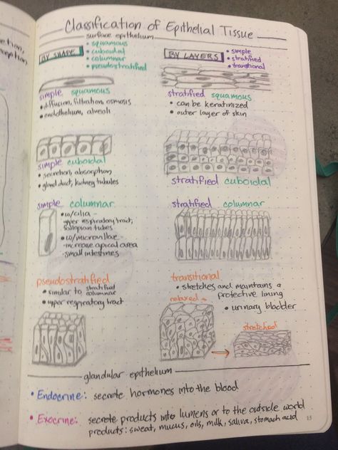 Classification of epithelial tissue Types Of Tissues Anatomy, Anatomy And Physiology Tissues Notes, Anatomy And Physiology Notes Tissues, Tissues Anatomy Notes, Epithelial Tissue Diagram, Epithial Tissue, Human Tissue Anatomy, Anatomy Tissues Study, Tissue Notes Biology