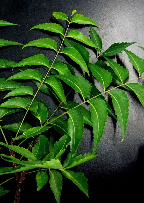 Neem Leaves Benefits, Neem Tree Images, Neem Leaf Benefits, Spray For Hair Growth, Sweet Potato Pie Recipe Easy, Neem Plant, Neem Leaves, Neem Leaf, Herbal Leaves