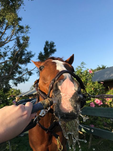 George Morris, Saddle Rack, Equestrian Problems, Western Saddles, Horse Training Tips, My Horse, Perfectly Timed Photos, Horse Stalls, Dressage Horses