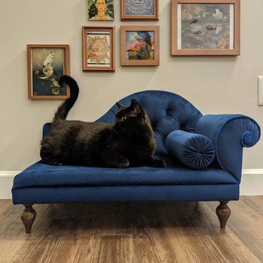 Victorian Cat, Animal Chair, Cat Sofa, Cat Bedroom, Sofa Vintage, Cat Couch, Dog Couch, Dog Cafe, Pet Couches