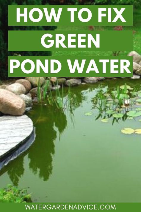 Green pond water Natural Pond Filtration, How To Keep Pond Water Clear Naturally, How To Get Rid Of Algea In A Pond, Homemade Pond Filter, Pond Shade Cover Ideas, Pond Decorating Ideas, Natural Pond Landscaping, Fish Pond Ideas, Pond Plants That Clean Water