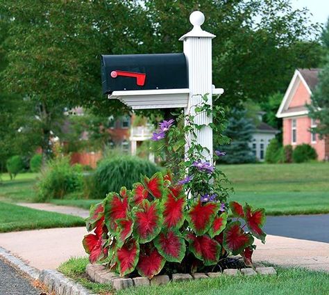 Flower bed around mailbox with Caladiums #flowerbed #mailbox #garden #curbappeal #flowers #decorhomeideas Mailbox Flowers, Madam Butterfly, Mailbox Garden, Mailbox Makeover, Mailbox Landscaping, Front Landscape, Flower Bed Designs, Yard Landscape, Garden Vines