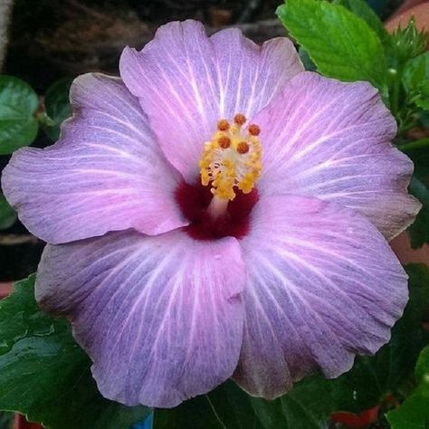 Hibiscus Seeds, Rosa China, Growing Hibiscus, Purple Hibiscus, Hibiscus Plant, Garden Beautiful, Flowers Background, Purple Garden, Flower Landscape