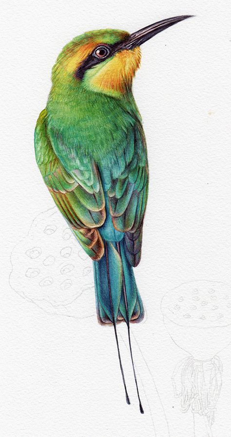 Rainbow Bee-Eater and Lotus Painting in Watercolour – Heidi Willis Hoopoe Bird Illustration, Rainbow Bee Eater, Colorful Birds Drawing, Heidi Willis, Pencil Colour Painting, Hummingbird Illustration, Bird Artists, Lotus Painting, Bee Illustration