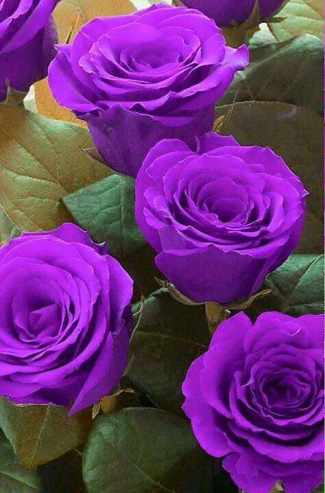 ♡ Hybrid Tea Rose, Rose Belle, Hybrid Tea Roses, Purple Love, All Things Purple, Beautiful Rose Flowers, Love Rose, Tea Roses, Purple Roses