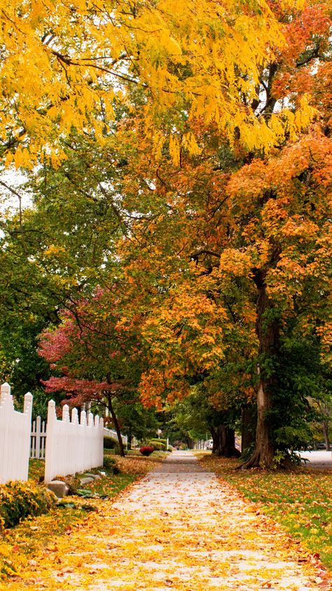 Fall picture in Kentucky Fall In Kentucky Photography, Romanticizing Autumn, Tis Autumn, Season Pictures, October Aesthetic, Fall Scenes, Crunchy Leaves, Fall Lovers, Halloween Traditions