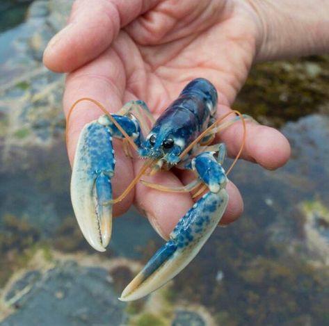 A 1 In 2,000,000 Blue Lobster! Two Faced Cat, Thresher Shark, Blue Lobster, Tidal Pool, Baby Reindeer, Trash Panda, Crustaceans, Killer Whales, Ocean Creatures