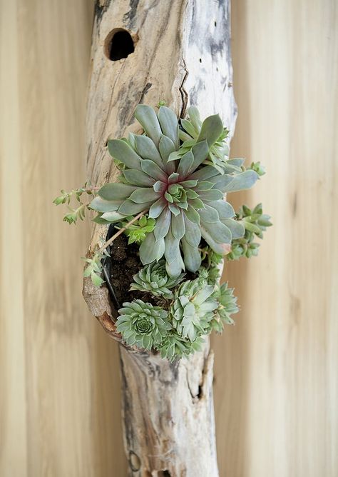 Succulent Driftwood, Jessica Brigham, Driftwood Centerpiece, Succulent Centerpiece, Diy Driftwood, Centerpiece Diy, Driftwood Table, Beach Wedding Centerpieces, Art 2023