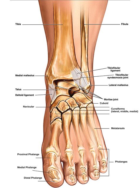 Ankle Anatomy, Ankle Replacement, Body Muscle Anatomy, Leg Anatomy, Anatomy Images, Foot Anatomy, Anatomy Bones, Ankle Surgery, Broken Ankle