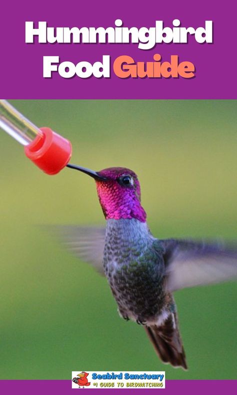 Hummingbird Food Guide What To Feed Hummingbirds, Hummingbird Food, How To Attract Hummingbirds, Humming Bird Feeders, Sea Birds, Hummingbirds, Food Guide, Bird Watching, Beautiful Birds