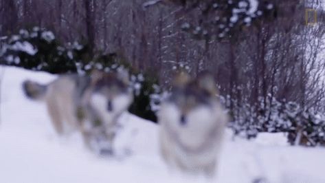 Wolfpack gif created from youtube Snow Gif, Running Gif, Wolf Running, Wolf Hybrid, Two Wolves, Cute Banners, Wolf Spirit, Warrior Quotes, Wild Dogs