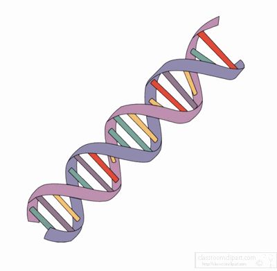 dna-strands-animated.gif Biology Animation, Dna Animation, Notion Gif, Science Clipart, Dna Tattoo, Animated Clipart, Classroom Clipart, Gif Icons, Icon Gif