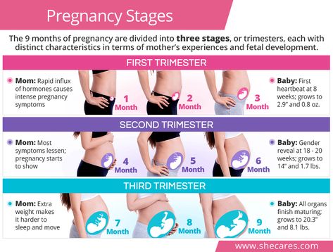 Discover the specifics of pregnancy trimesters to know what to expect and how to make the most out of your pregnancy. Read all about pregnancy stages! Stages Of Pregnancy Weekly, Pregnancy Trimester Chart, Trimester Chart, Pregnancy Weight Gain Chart, Pregnancy Trimesters, Pregnancy Herbs, Oc Poses, Pregnancy Chart, Pregnancy Timeline