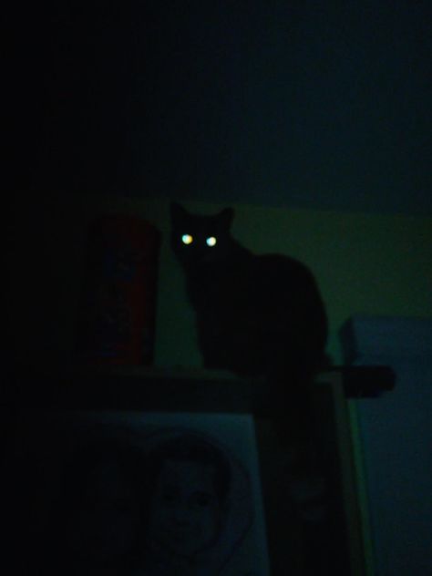 Black Cat At Night, Black Cat Aesthetic Witch, Cat On Black Background, Cats At Night, Demonic Cat, Cat At Night, Cat In The Dark, Dark Core, Demon Aesthetic