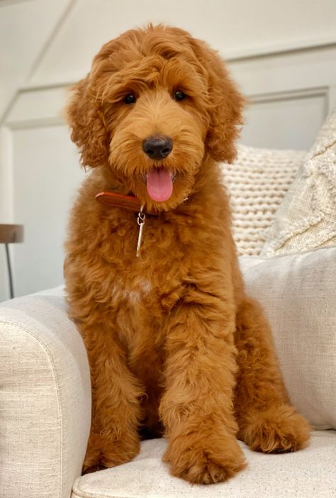 Prices - Teddy Bear Golden Doodles Golden Doodle Teddy Bear Cut, Teddy Bear Doodle, Teddy Bear Goldendoodle, Golden Labradoodle, English Goldendoodle, Goldendoodle Grooming, Poodle Haircut, Mini Goldendoodle Puppies, Big Teddy Bear