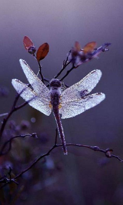 Dragonfly Inspiration, Foto Macro, Dragon Flys, Purple Dog, Beautiful Dragonfly, Damselflies, Dragonfly Dreams, Grasshoppers, Dragonfly Art