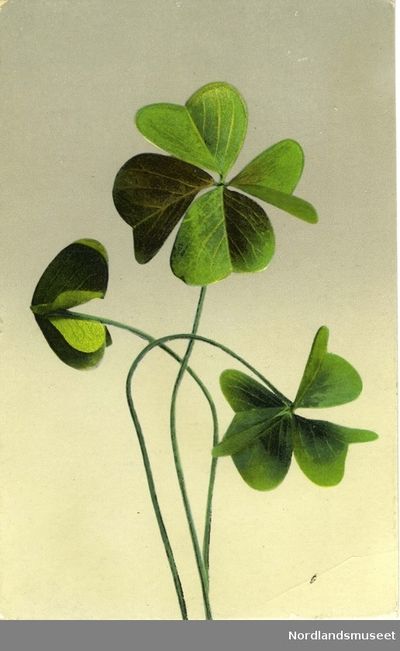 Four-leaf clover 4 Leaf Clover Painting, Vintage Clover Illustration, 4 Leaf Clover Illustration, Four Leaf Clover Painting, 4 Leaf Clover Drawing, Four Leaf Clover Aesthetic, Four Leaf Clover Illustration, Clover Illustrations, Four Leaf Clover Art