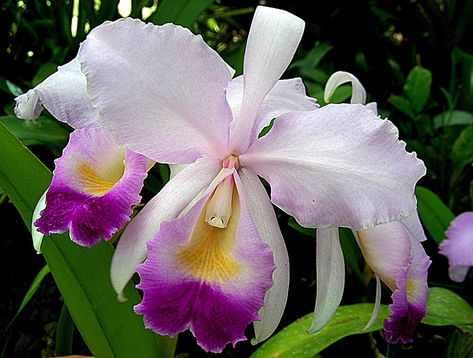 Cattleya trianae, the national flower of Columbia Flower Christmas Ornaments, Vbs Jungle, Flor Tattoo, Jungle Cruise, Flower Christmas, Growing Orchids, National Flower, New Roots, Beautiful Orchids