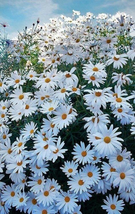 Shasta Daisies, Sunflowers And Daisies, Daisy Love, White Daisies, Happy Flowers, Chamomile Flowers, Flowers Nature, Flower Field, Birth Flowers