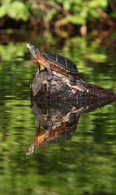 Turtle Photo, Painted Turtle, Pond Turtle, Turtle In Water, Turtles In Pond, Mary River Turtle, Pond Drawing, Turtle In Water Painting, River Turtle