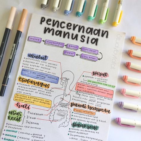 Fafat on Instagram: “Biology note , Human digestive system 🚴‍♀️ Hi ! I’m trying to post consistently but i have no idea what notes that should i make💆‍♀️. I…” Digestive System Notes Aesthetic, Digestive System Notes, Human Digestive System, School Organisation, Study Flashcards, Bullet Journal Notes, Study Journal, School Organization Notes, Medical School Motivation