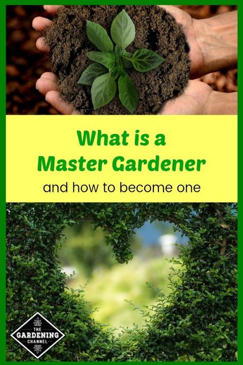 Learn what a Master Gardener is and how to go about becoming one to volunteer in your community.  #gardening #vegetablegarden retirement learning Urban Gardening Ideas, Beginner Gardening, Planting Plan, Urban Gardening, Master Gardener, Wildflower Garden, Home Vegetable Garden, How To Go, Vegetable Gardening