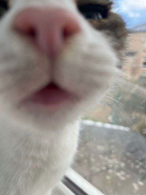 MwAh cat Mwah Cat, Silly Cats, Kitty, Memes, Quick Saves