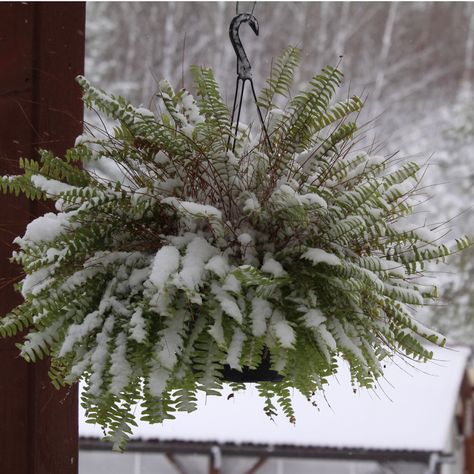 How To Divide & Save Ferns In The Fall - Never Buy Ferns Again! Christmas Ferns, Saving Ferns Over Winter, How To Bring Ferns Inside For Winter, How To Winterize Ferns, Keeping Ferns Alive During Winter, Garden Knife, Bracken Fern, Hanging Ferns, Christmas Fern