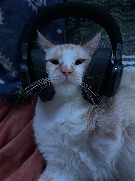 Cat Listening To Music, Not Listening, My Cat, Listening To Music, Headphones, Music