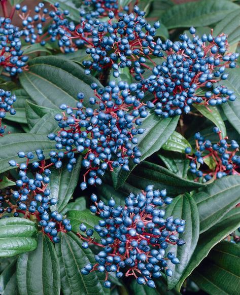 Viburnum davidii | David viburnum Shrubs/RHS Viburnum Davidii, Viburnum Berries, Floral Design Business, Berry Garden, Trailing Flowers, Flower Guide, Colorful Fruit, The Good Life, Garden Inspired