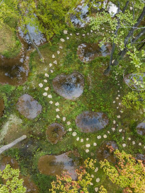 Art Biotop Water Garden by Junya Ishigami wins €100,000 Obel Award Junya Ishigami, Large Scale Art, Japanese Architect, Park Landscape, Richest In The World, Small Ponds, Unique Trees, Replant, Deciduous Trees