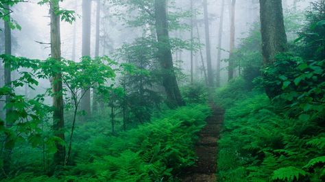 Smoky Mountains Tennessee, Craggy Gardens, Natures Path, Desktop Background Images, Mountain Trail, Foggy Forest, Thru Hiking, Mystical Forest, Mountain Wallpaper