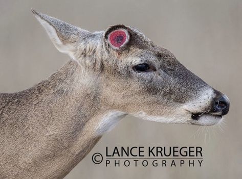 Funky Creatures, Deer Reference, White Tail Deer, Eye Close Up, Alice Angel, Big Bucks, Whitetail Deer, White Tail, Reference Photos