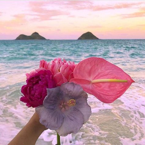 Lanikai Beach, Beach Flowers, Hawaii Life, Hawaii Luau, Flower Therapy, Summer Wallpaper, Tropical Vibes, Exotic Flowers, Hibiscus Flowers