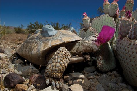 Turtle Eating, Russian Tortoise Diet, Russian Tortoise, Tortoise Care, Tortoise Habitat, Desert Tortoise, Mini Pinscher, Galapagos Tortoise, Blooming Cactus