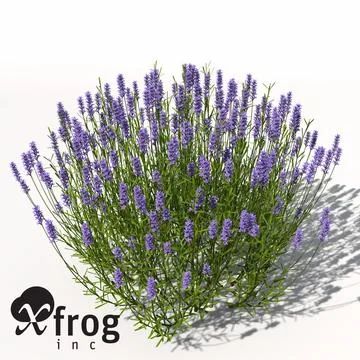 Flowers 3d, Garden Shrubs, Lavender Plant, Photoshop Textures, Lavandula Angustifolia, Room With Plants, Lavender Flowers, Perennial Plants, Autumn Trees