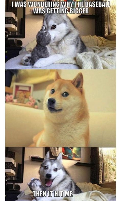 Husky Jokes, Bad Pun Dog, Funny Husky, Hilarious Puns, Funny Dog Jokes, Dog Puns, Memes Love, Husky Funny, Dog Jokes