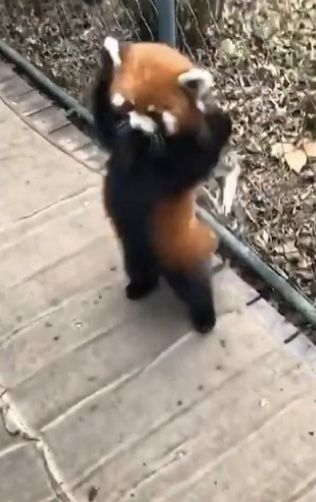 Red Pandas, Panda Art, Baby Animals Pictures, Funny Animal Jokes, Baby Animals Funny, Baby Panda, Cute Wild Animals, Cute Animal Photos