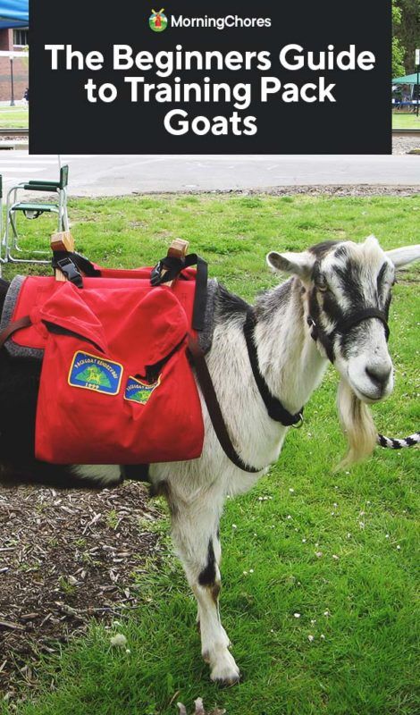 The Beginners Guide to Training Pack Goats Merchant Aesthetic, Pack Goats, Traveling Merchant, Backyard Goats, Driving Training, Gado Leiteiro, Smart Animals, Donkey Cart, Farm Aesthetic