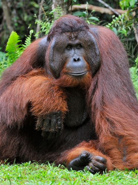 This is the Bornean orangutan (Pongo pygmaeus)! Endemic to Borneo's tropical and subtropical rainforests. The largest tree-dwelling mammal. The gardeners of the forest, they disperse seeds as they travel. Threatened by habitat loss, their forests are burned to build palm oil plantations and other industry. Illegally hunted for bushmeat, they are also killed to mitigate territorial conflicts with human interests; populations are rapidly decreasing. Critically Endangered. Endangered Species Art, Bornean Orangutan, Tropical Animals, Great Ape, Tropical Rainforest, Primates, Flora And Fauna, Wildlife Art, Animal Drawings