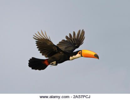 Toco Toucan High Resolution Stock Photography and Images - Alamy Toco Toucan, Jungle Scene, Grassy Field, Happy Cartoon, Vector Illustration Design, Cute Birds, Birds Flying, In Flight, Framed Canvas Art