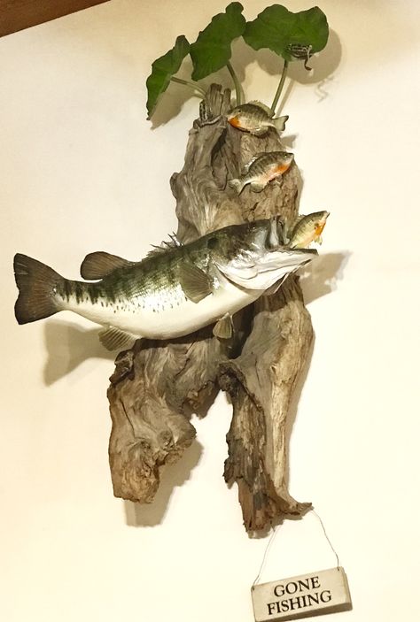 Bass Mounts Largemouth, Fish Mounts Taxidermy, Fish Mounts Ideas, Bass Mounts, Deer Mount Ideas, Waterfowl Taxidermy, Fish Mounts, Taxidermy Decor, Taxidermy Display