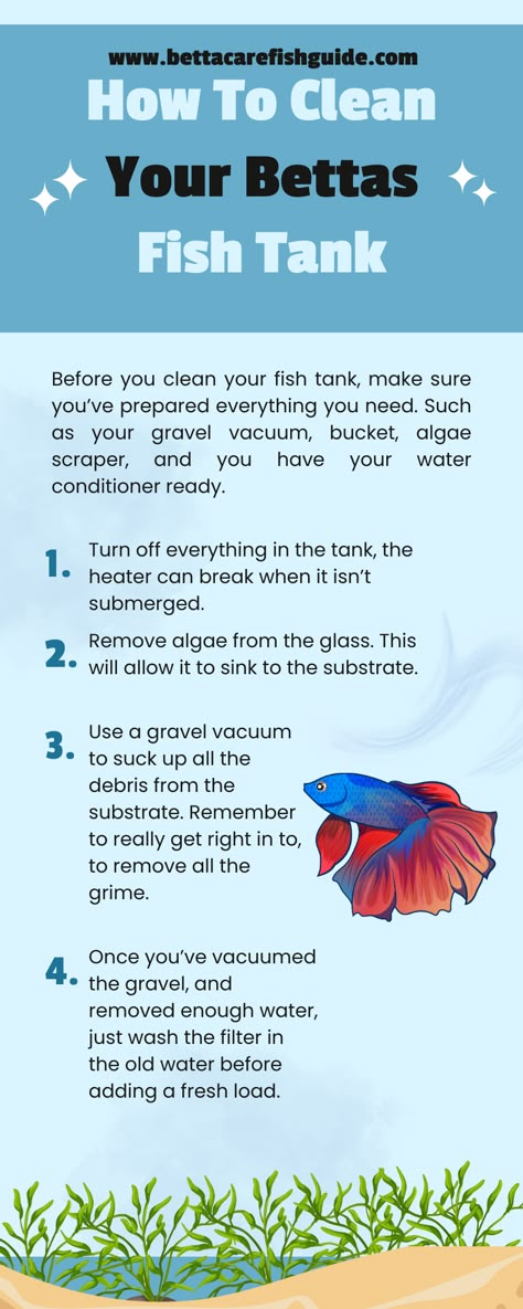 Betta Fish Tips, Betta Fish Plants, Beta Tank Setup, What Fish Can Live With Bettas, Beta Tanks, Beta Fish Care, Water Farming, Betta Fish Tank Setup, Community Fish Tank