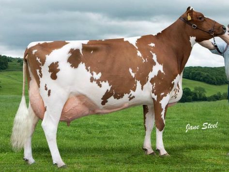 Ayrshire, though similar to the Holstein, this breed's color is red and white.  And like the Holsteins, is one of the five top milking cows. Ayrshire Cow, Dairy Cows Holstein, Cow Holstein, Cow Breeds, Milking Cows, Milk Cows, Breeds Of Cows, Show Cows, Beef Cow